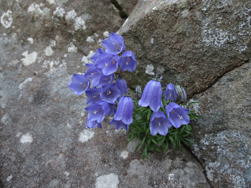 Campanula cochleariifolia / Campanula dei ghiaioni