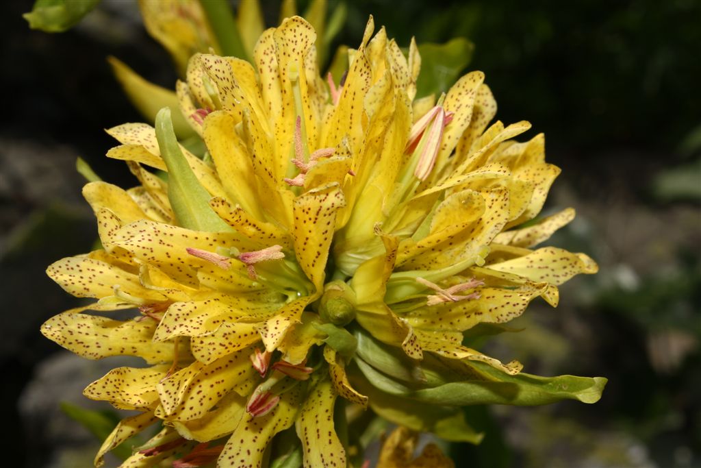 Gentiana x media (Gentiana burseri x Gentiana lutea)