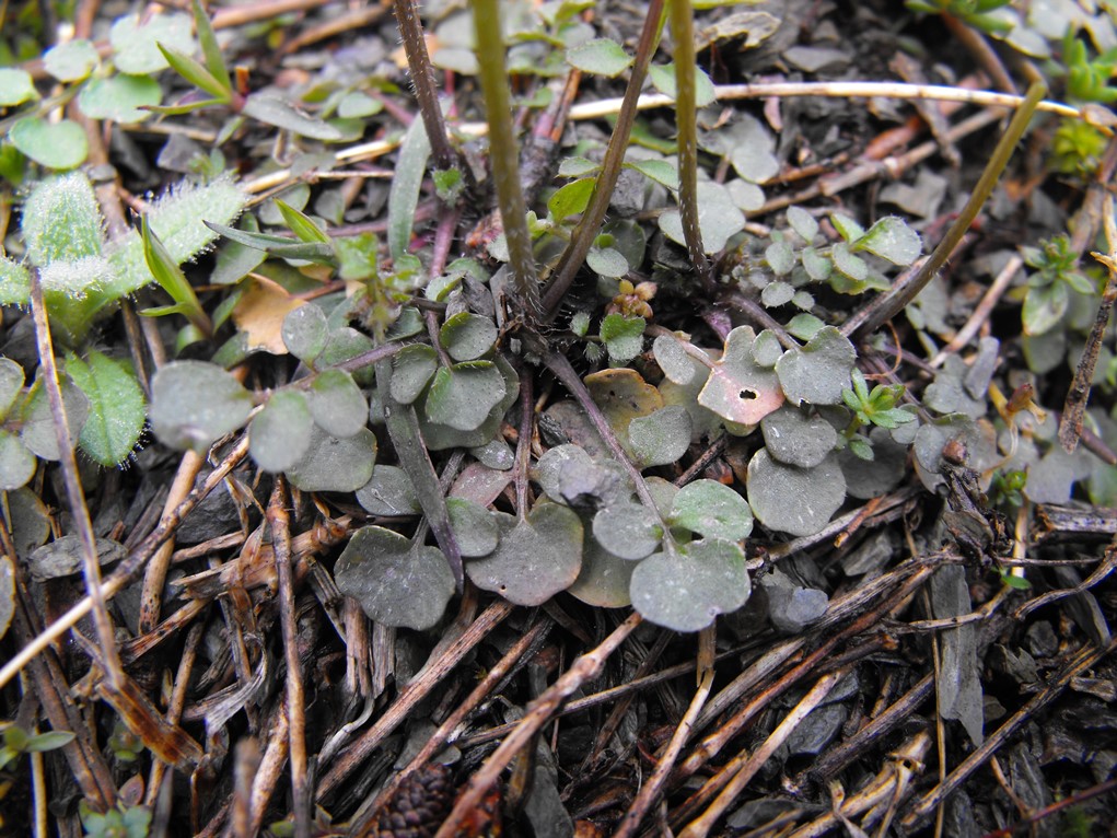 Cardamine hirsuta