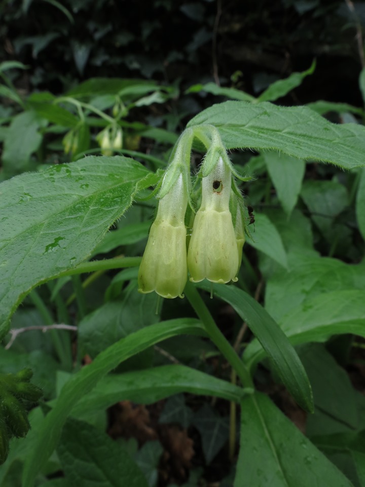 Symphytum tuberosum subsp. angustifolium / Consolida a foglie strette