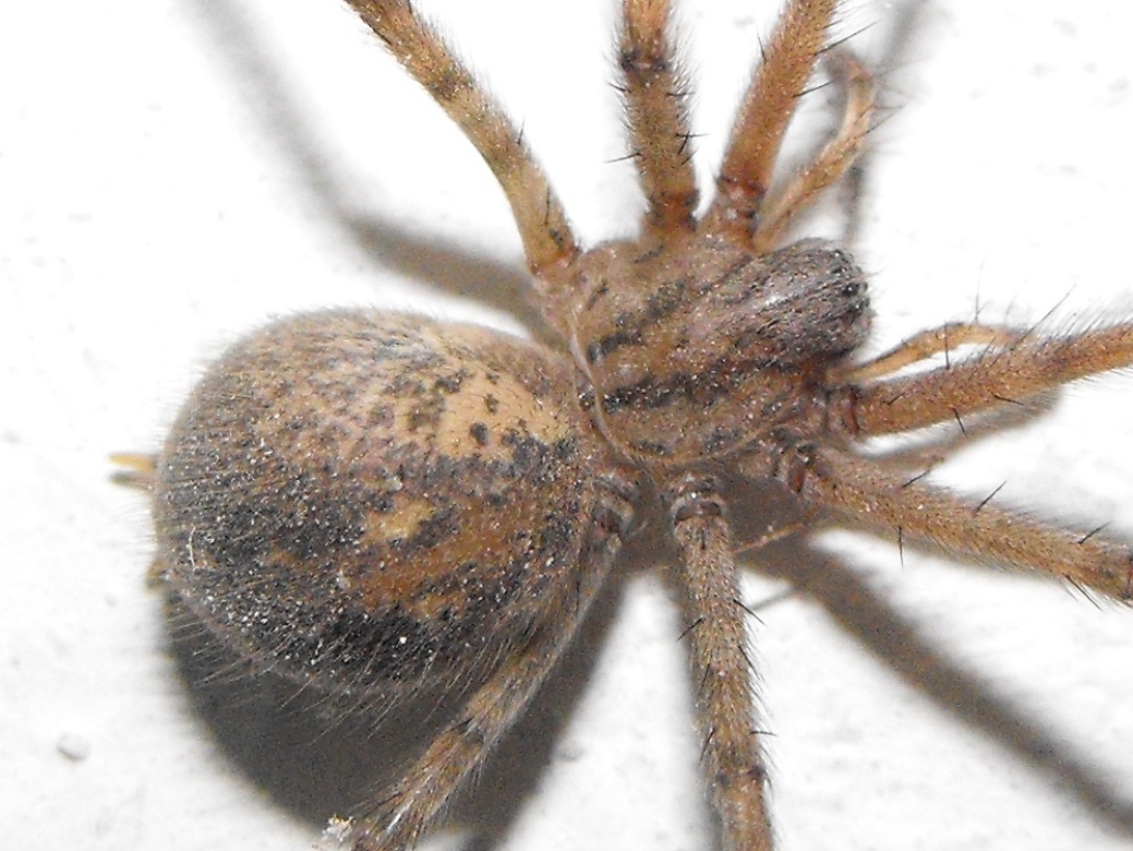 Tegenaria parietina - Monte di Portofino (GE)