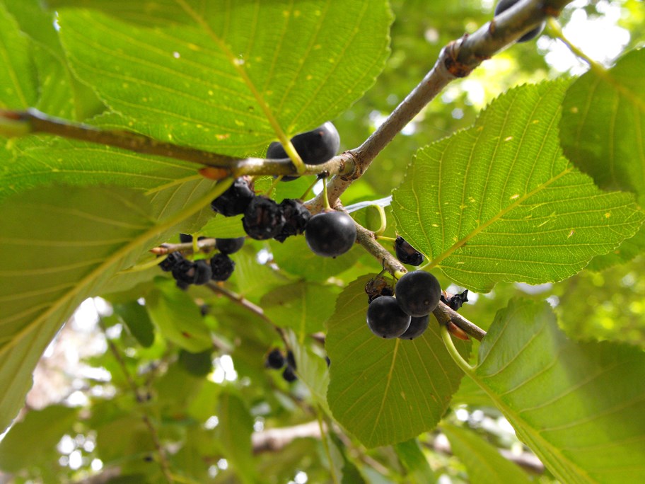 Frangula alnus