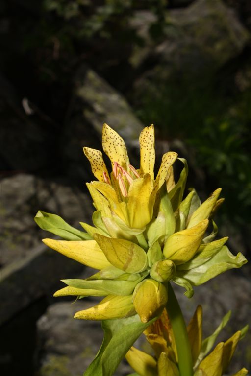 Gentiana x media (Gentiana burseri x Gentiana lutea)