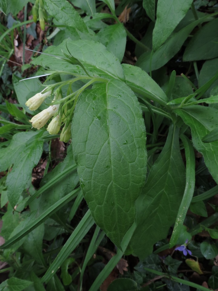 Symphytum tuberosum subsp. angustifolium / Consolida a foglie strette