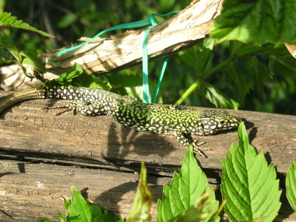 Podarcis muralis da confermare