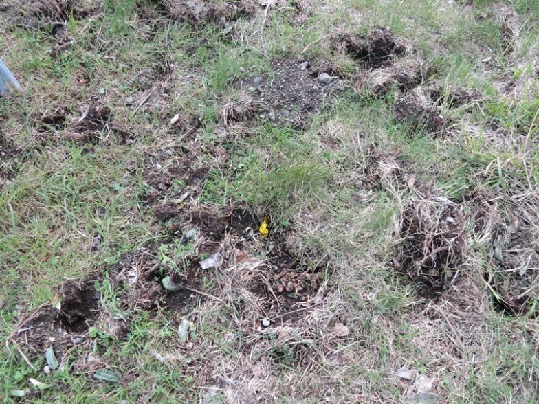 Ophrys sphegodes sparite