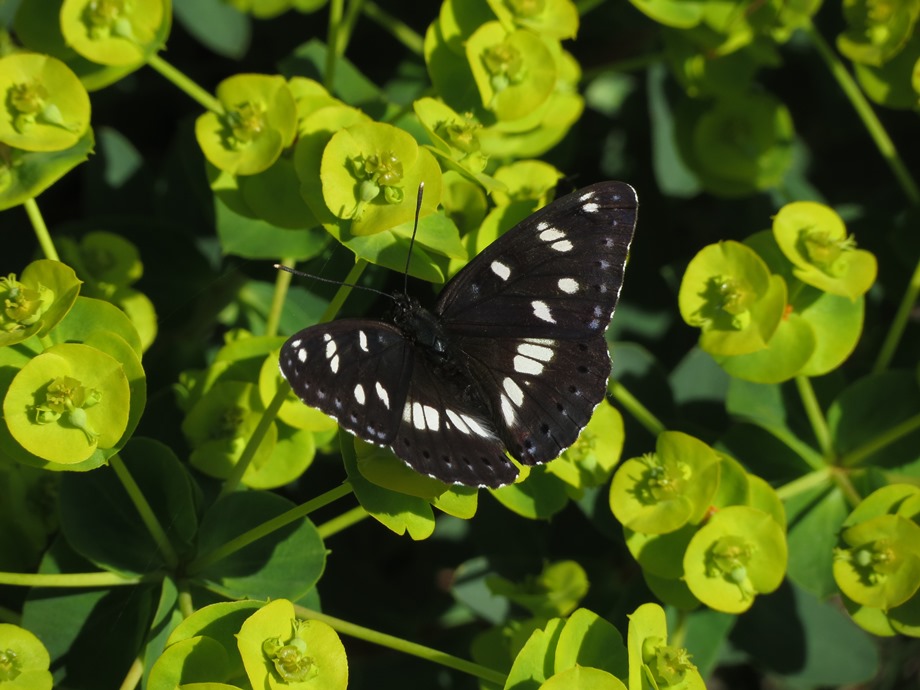 Limenitis reducta?