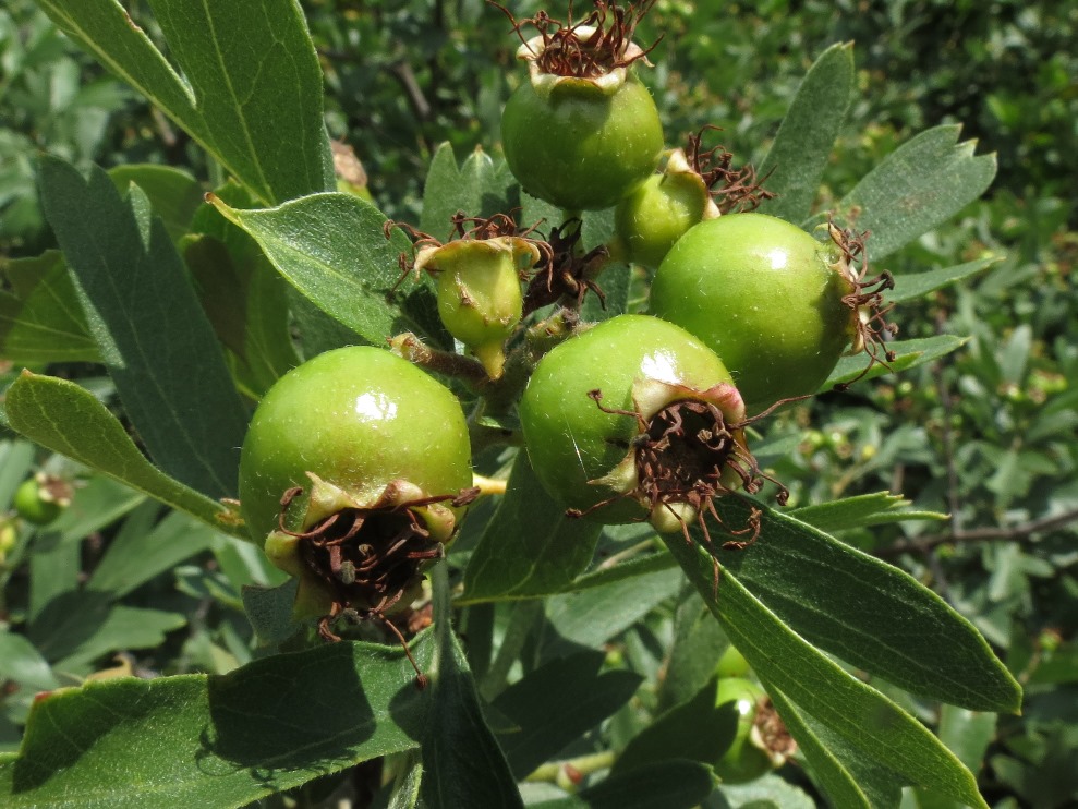 Crataegus azarolus / Lazzeruolo