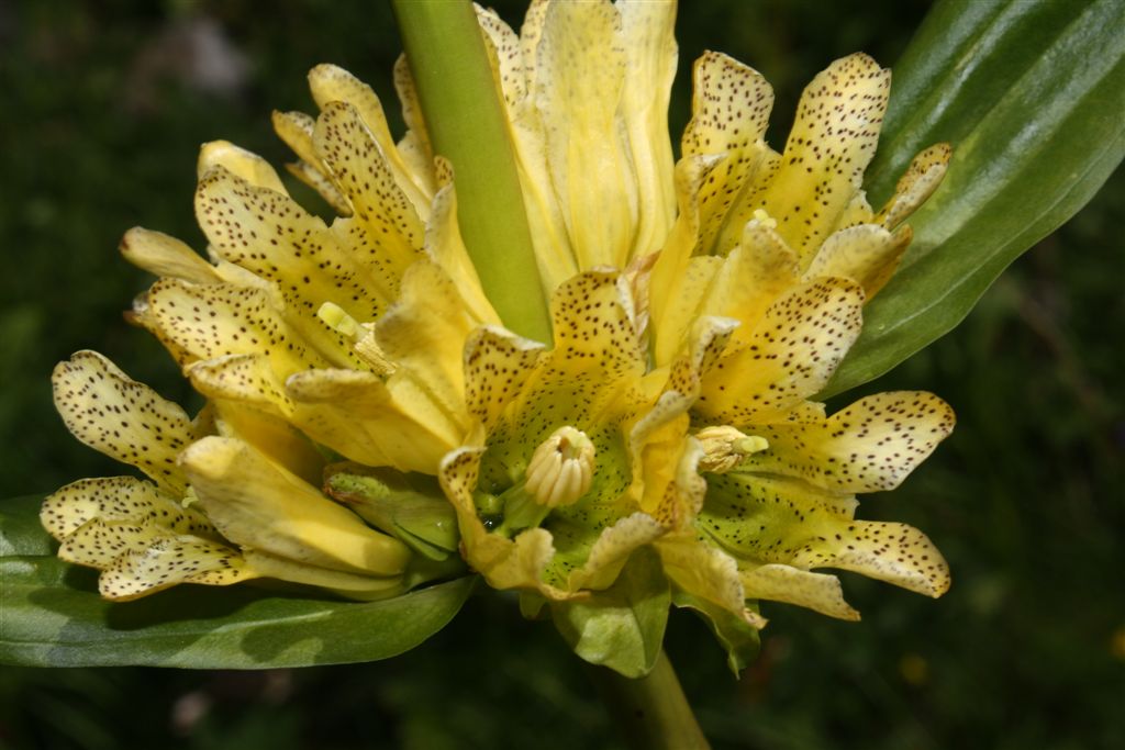 Gentiana x media (Gentiana burseri x Gentiana lutea)