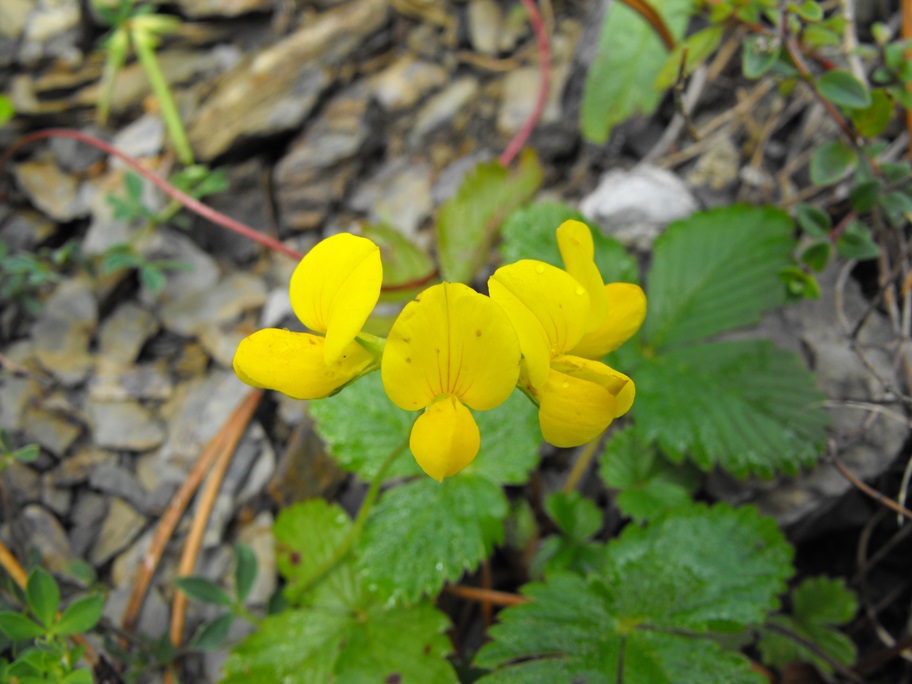 Lotus da determinare - Lotus gruppo corniculatus.