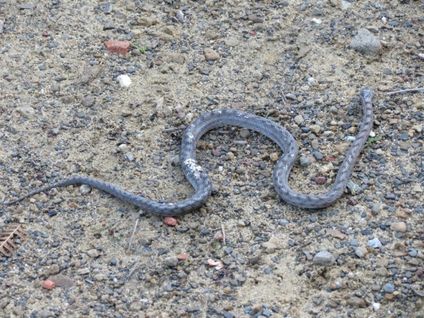 Serpente da identificare