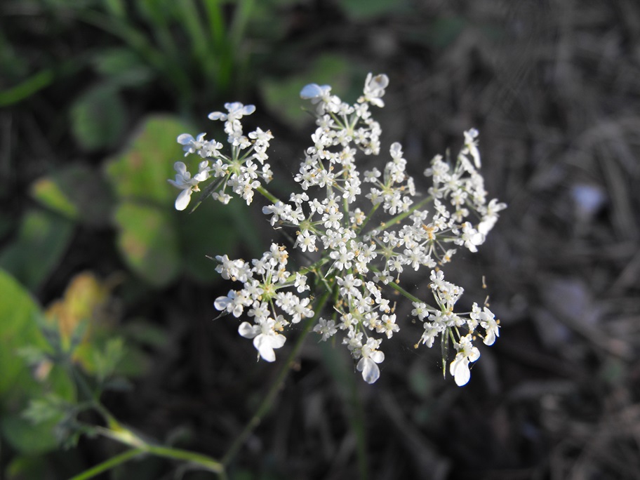 Daucus carota