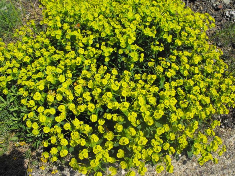 Euphorbia nicaeensis / Euforbia di Nizza