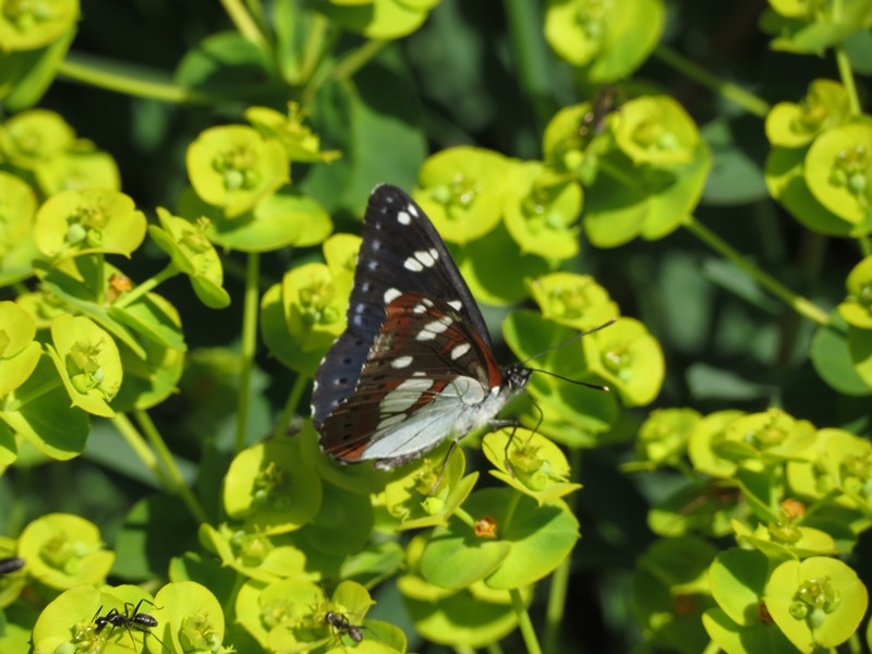 Limenitis reducta?