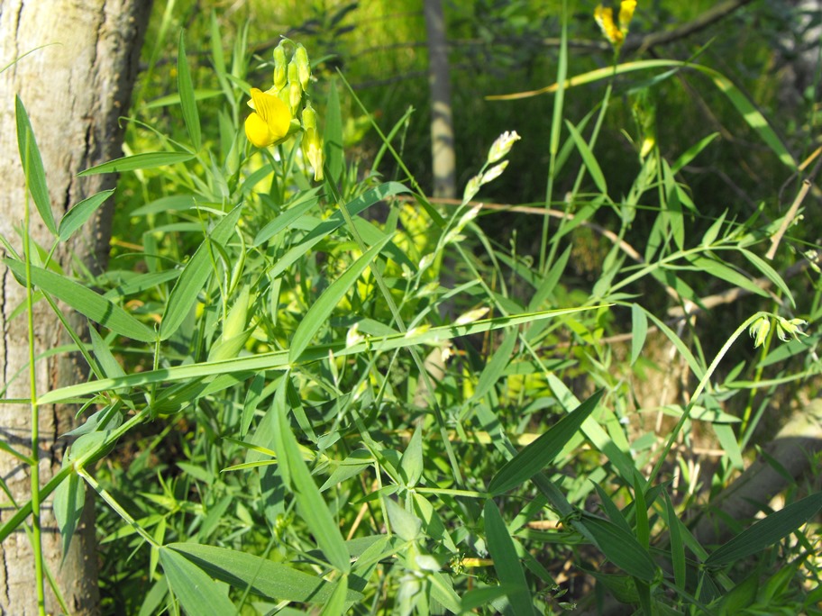 Lathyrus pratensis.