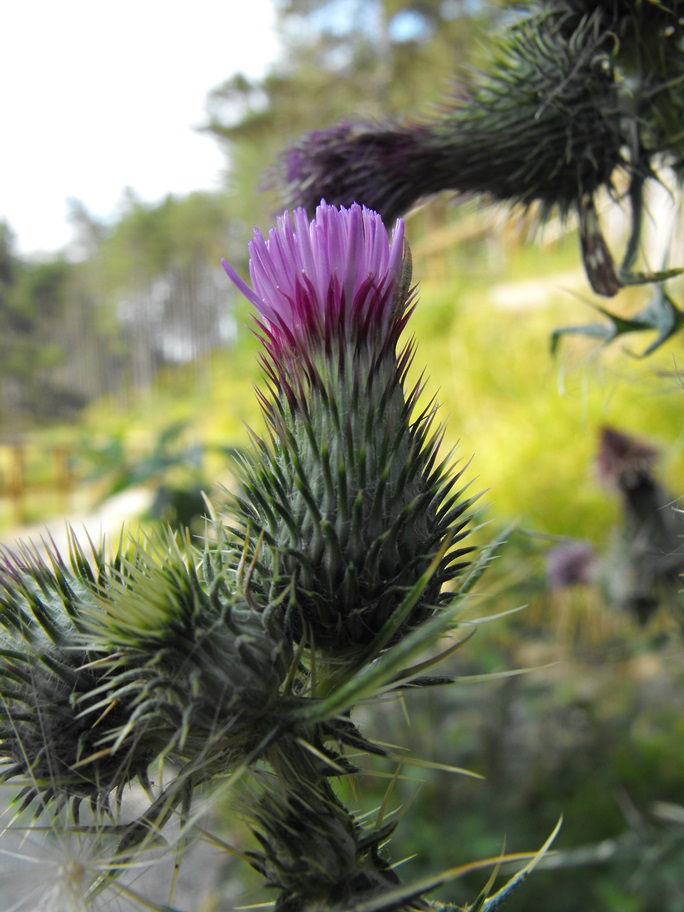 Da determinare - Cirsium cfr. vulgare