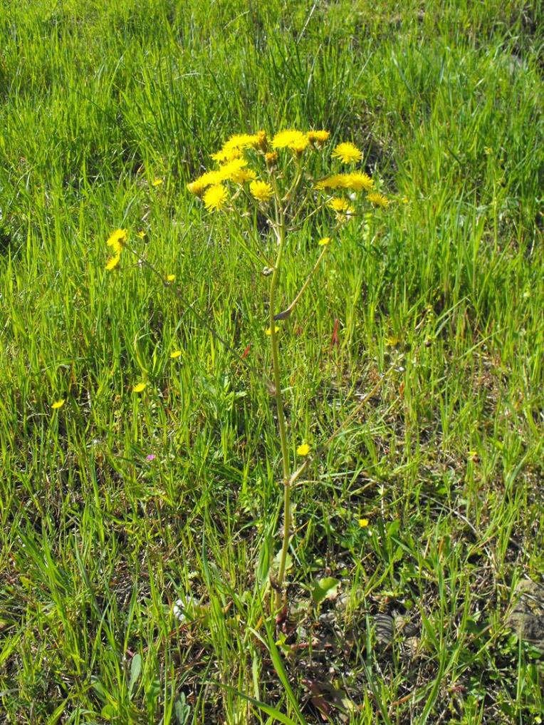 Crepis vesicaria