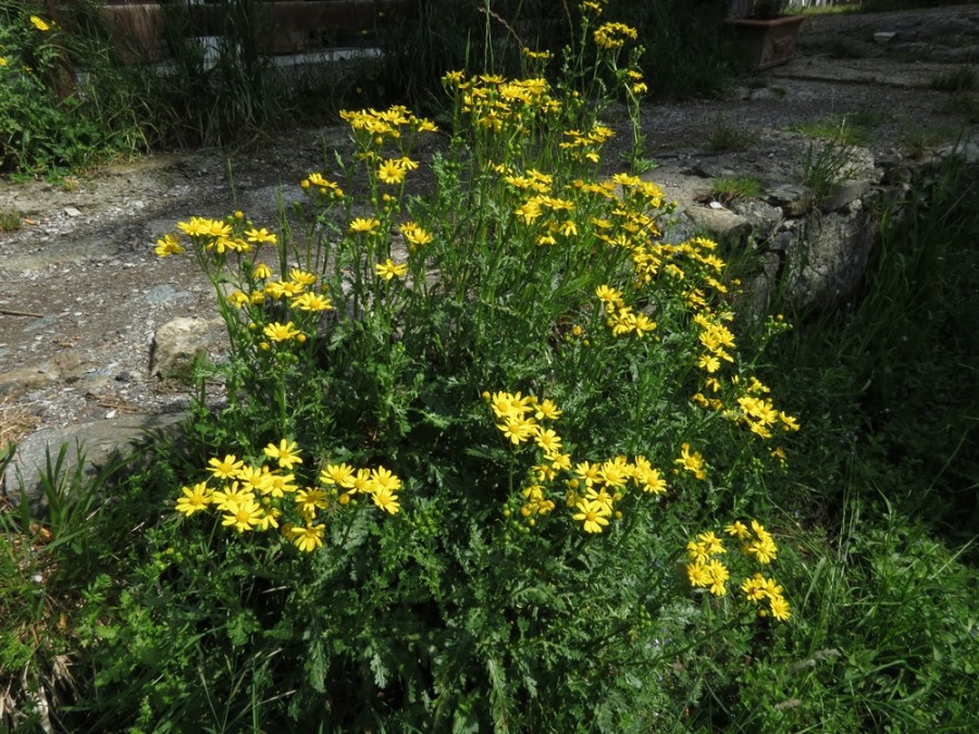 Senecio squalidus subsp. rupestris / Senecione delle rupi