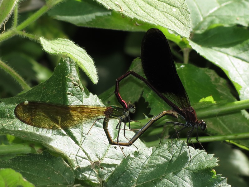 Calopteryx da determinare