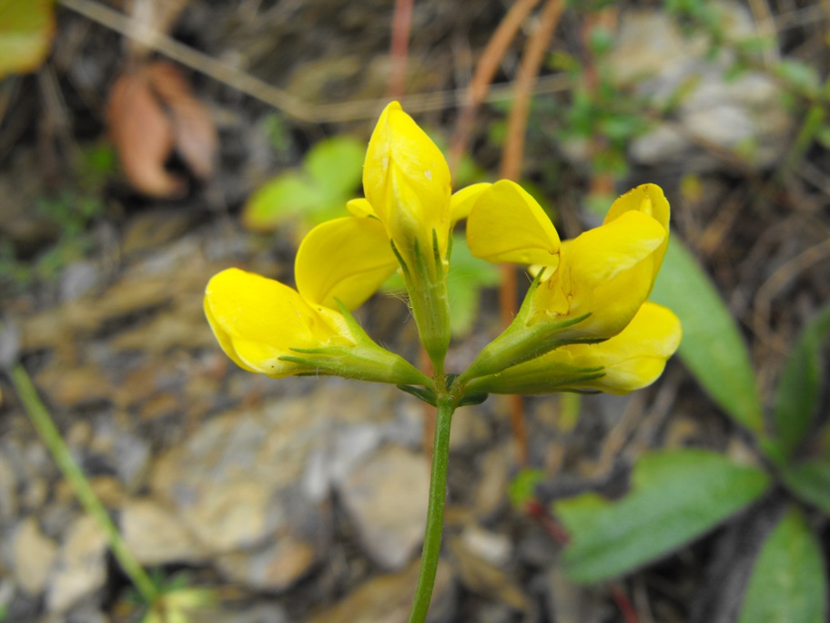 Lotus da determinare - Lotus gruppo corniculatus.