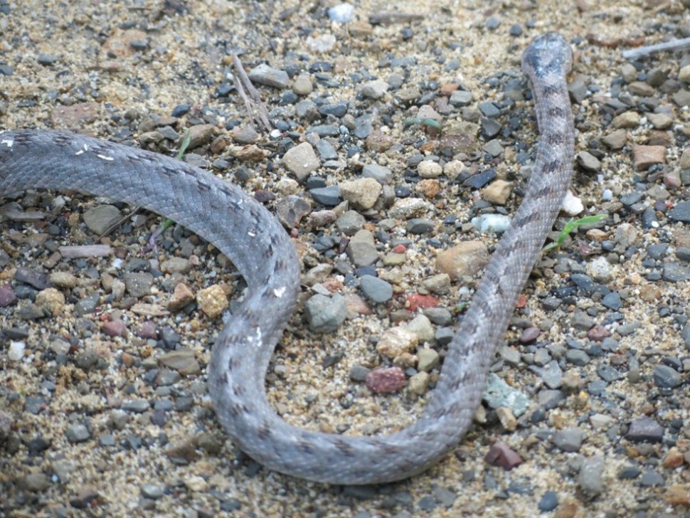 Serpente da identificare