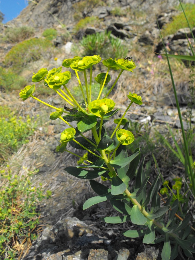 Euphorbia nicaeensis / Euforbia di Nizza