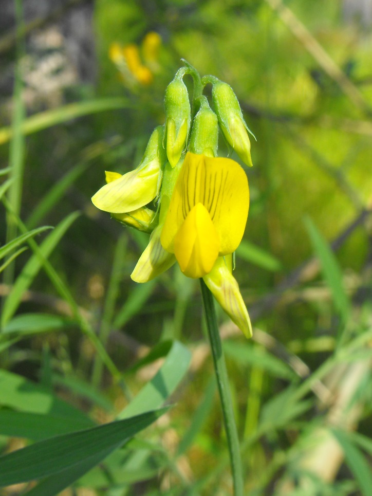 Lathyrus pratensis.