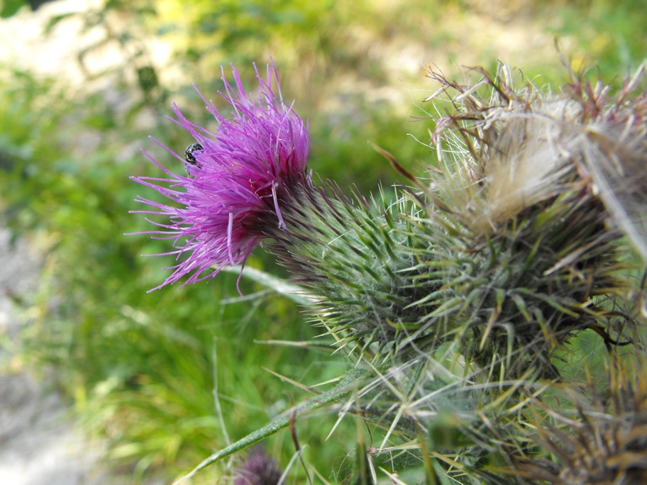 Da determinare - Cirsium cfr. vulgare