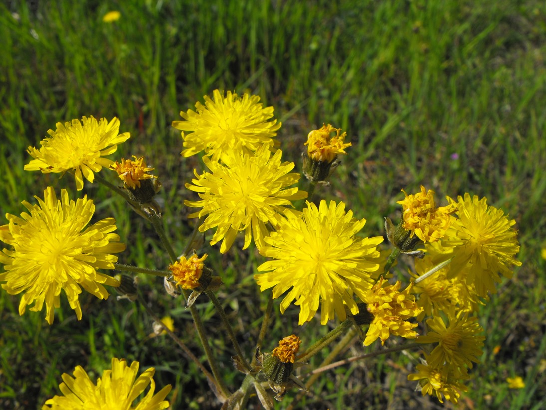 Crepis vesicaria