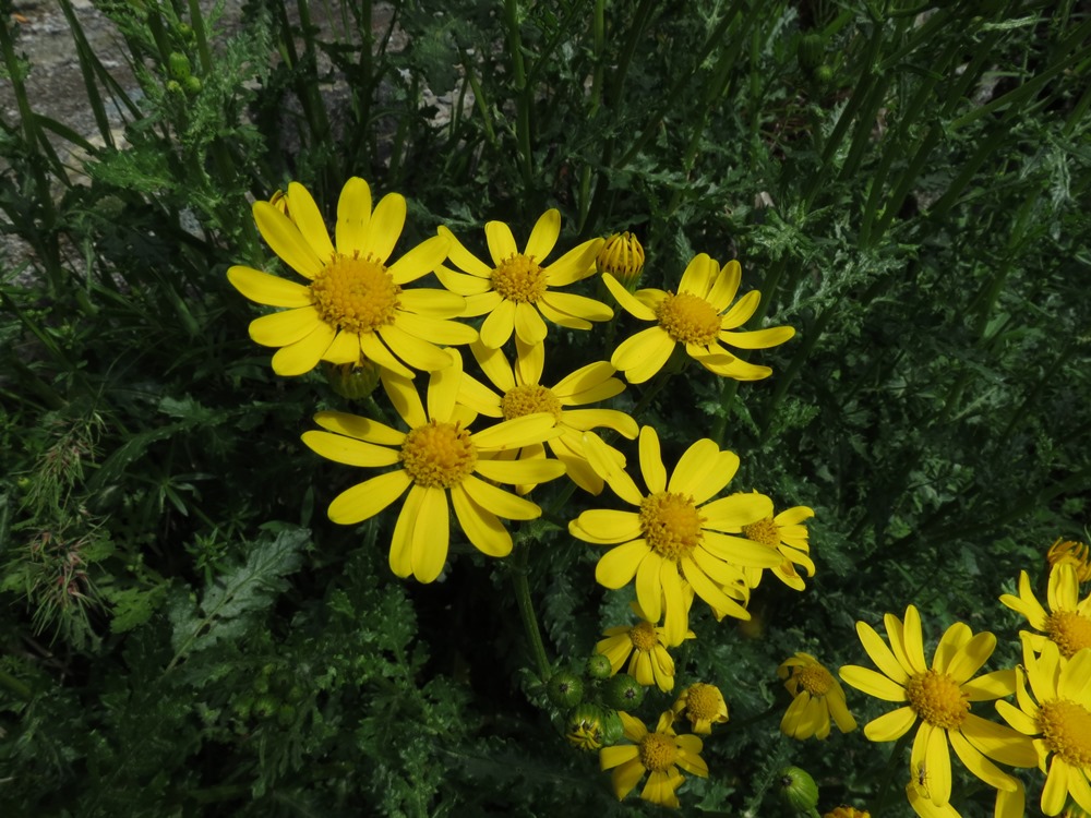 Senecio squalidus subsp. rupestris / Senecione delle rupi