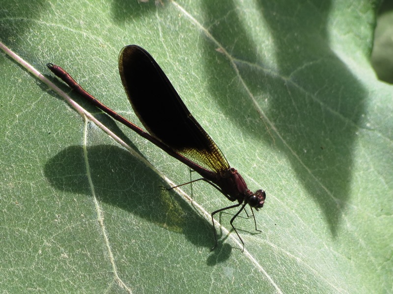 Calopteryx da determinare