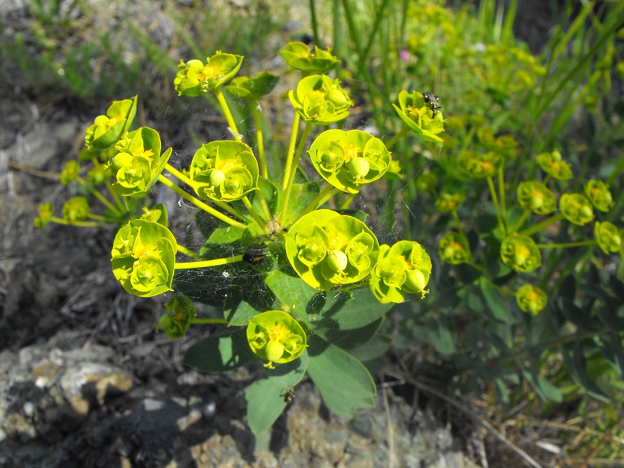 Euphorbia nicaeensis / Euforbia di Nizza