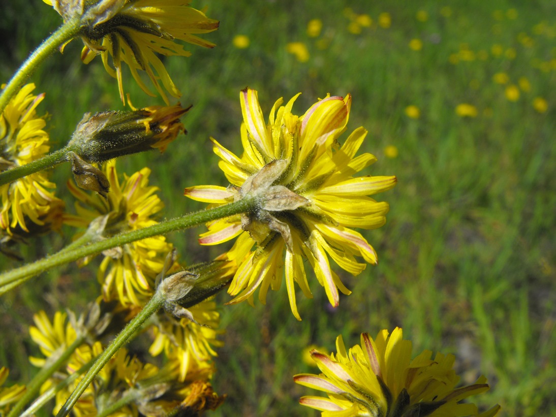 Crepis vesicaria