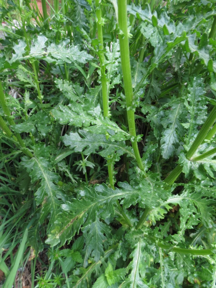 Senecio squalidus subsp. rupestris / Senecione delle rupi