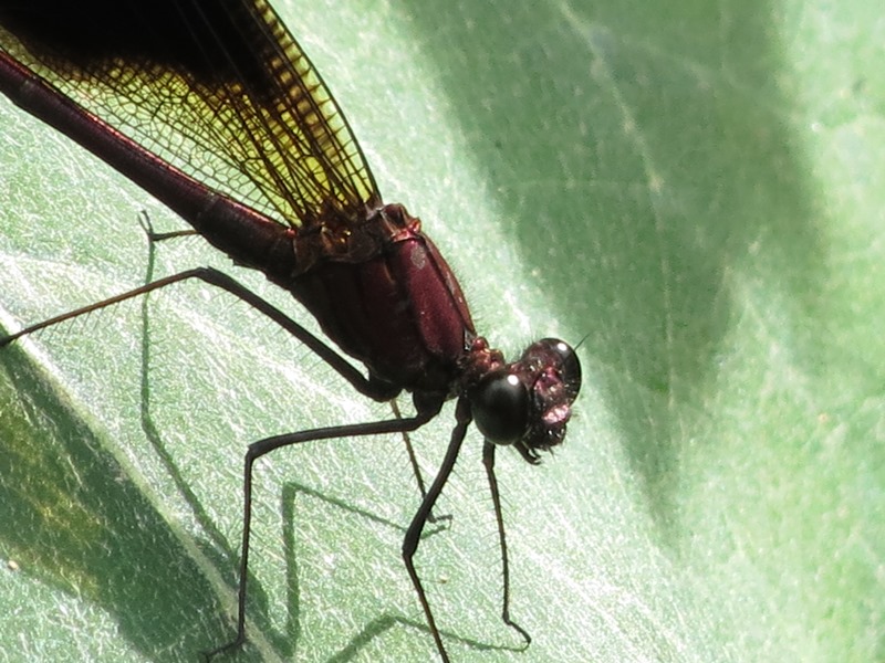 Calopteryx da determinare