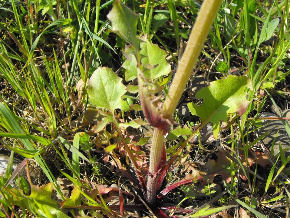 Crepis vesicaria