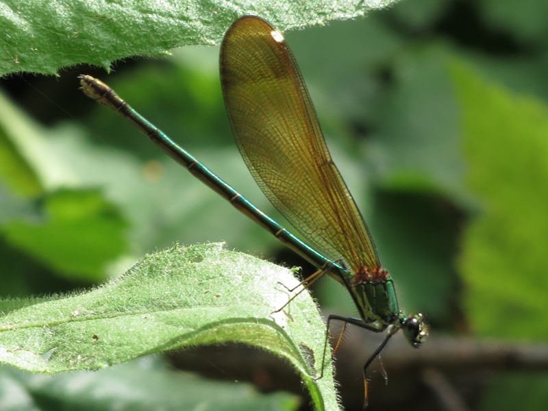 Calopteryx da determinare