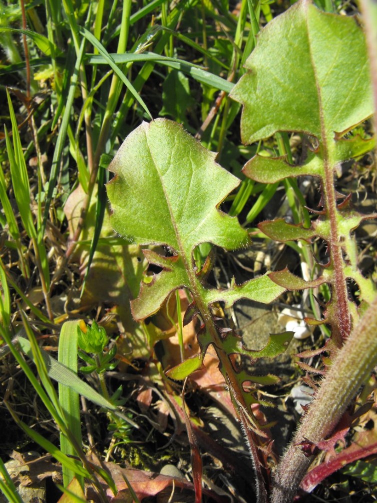 Crepis vesicaria