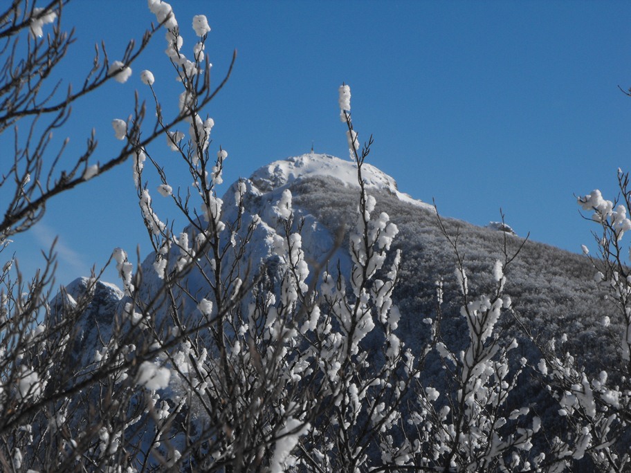 Alberi d''inverno... un invito