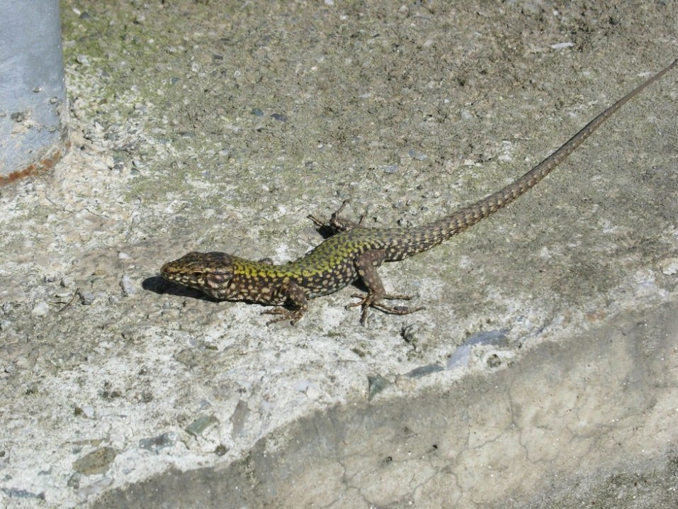 Podarcis muralis da confermare