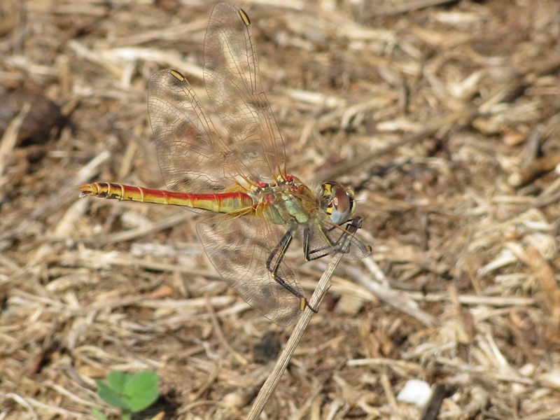 Sympetrum da determinare