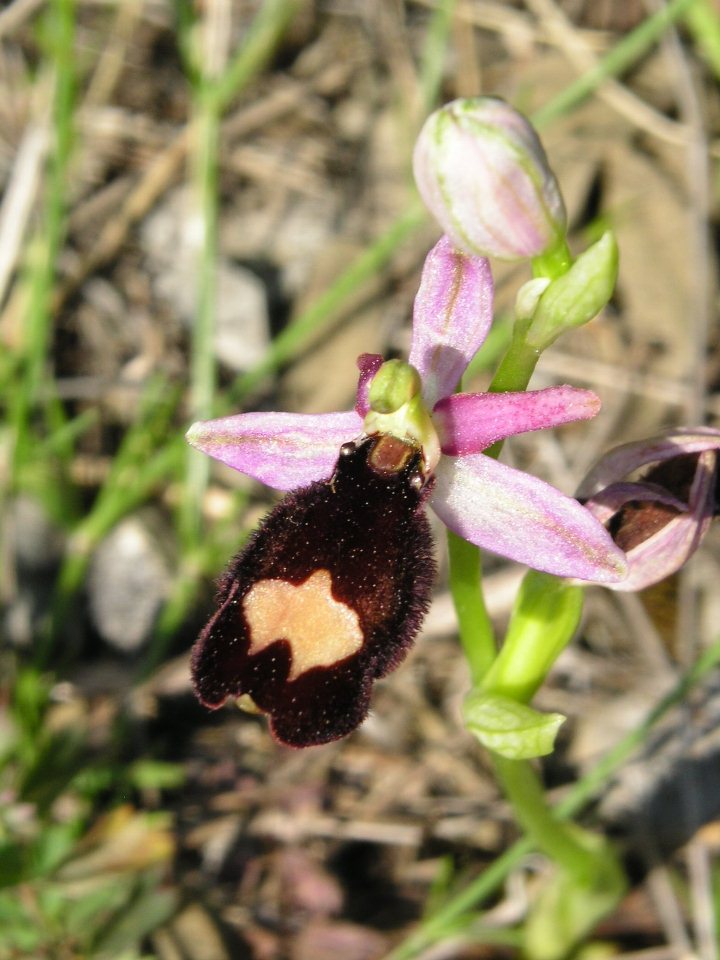 Possibile lusus di Ophrys bertolonii subsp. benacensis