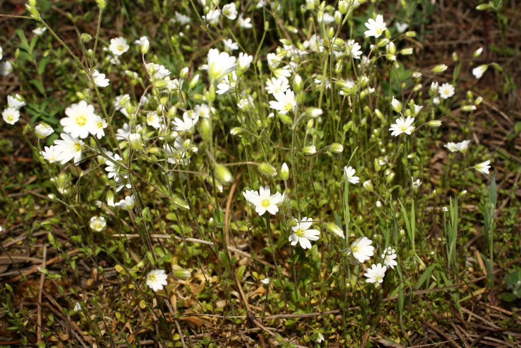 Cerastium ligusticum