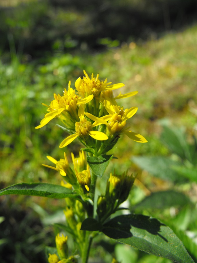 Solidago virgaurea