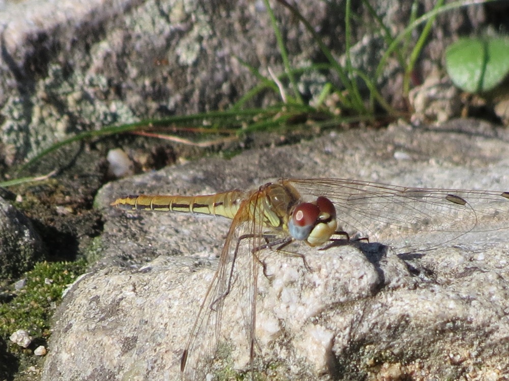 Sympetrum da determinare