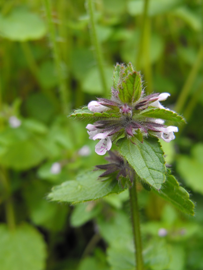 Stachys arvensis / Stregonia dei campi