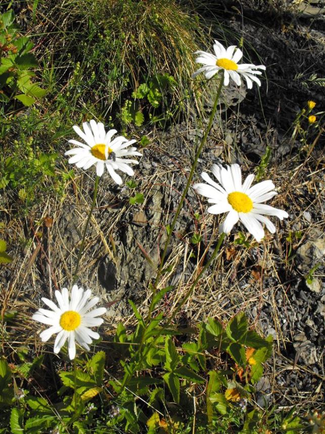 Leucanthemum vulgare / Margherita diploide