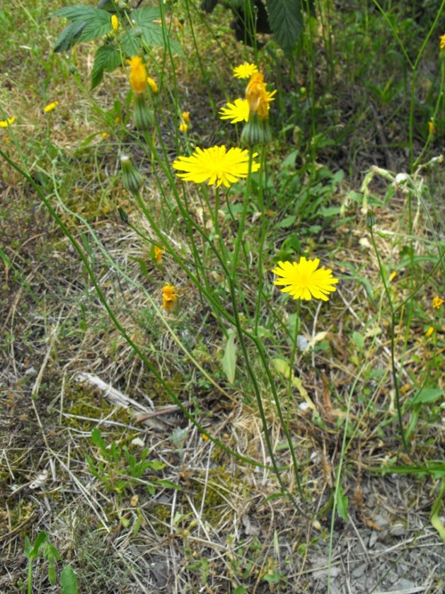 Asteracea da determinare- Crepis sp.?