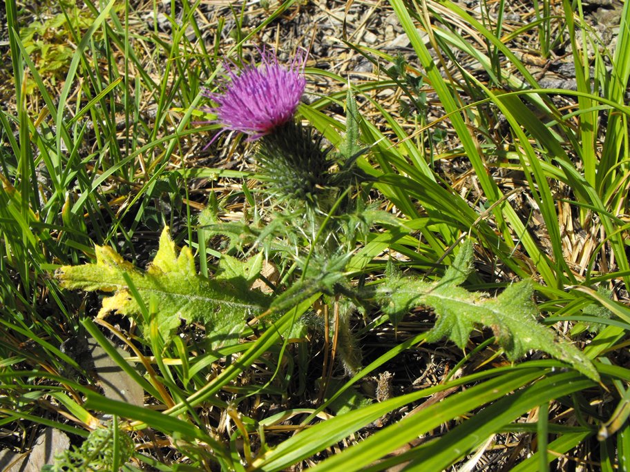 Cirsium vulgare