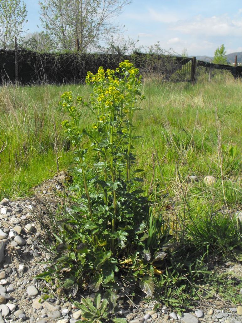 Barbarea vulgaris